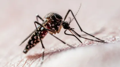 Controle de Mosquitos