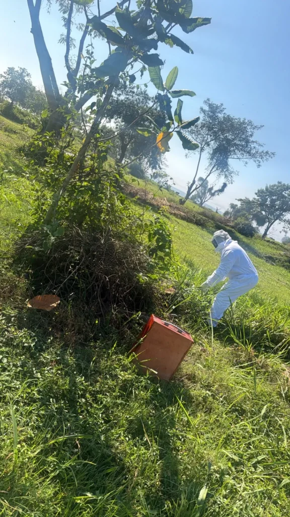 Serviços Rei da Dedetização