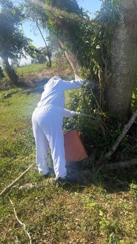 Serviços Rei da Dedetização